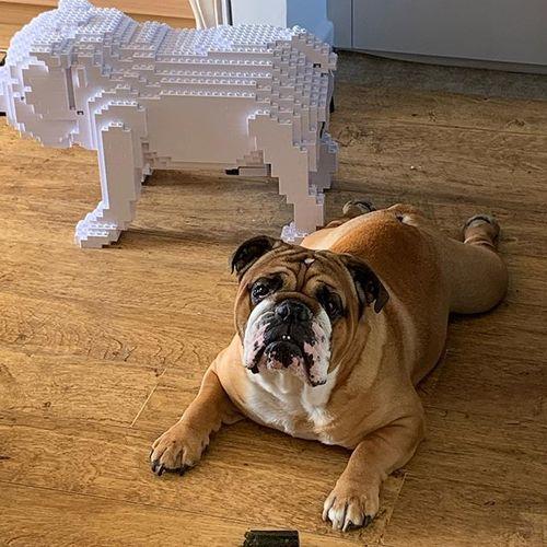 English Bulldog