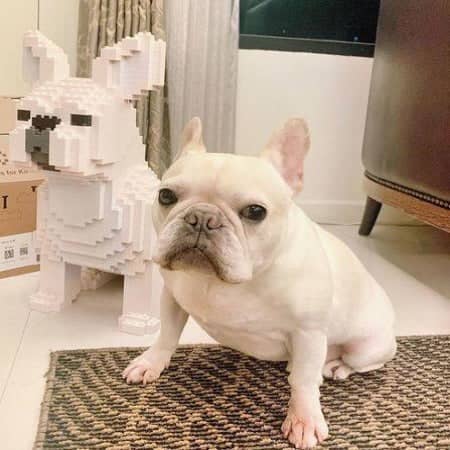 French Bulldog