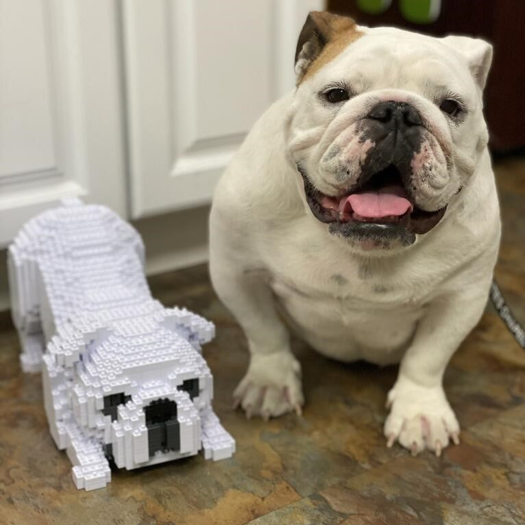 English Bulldog