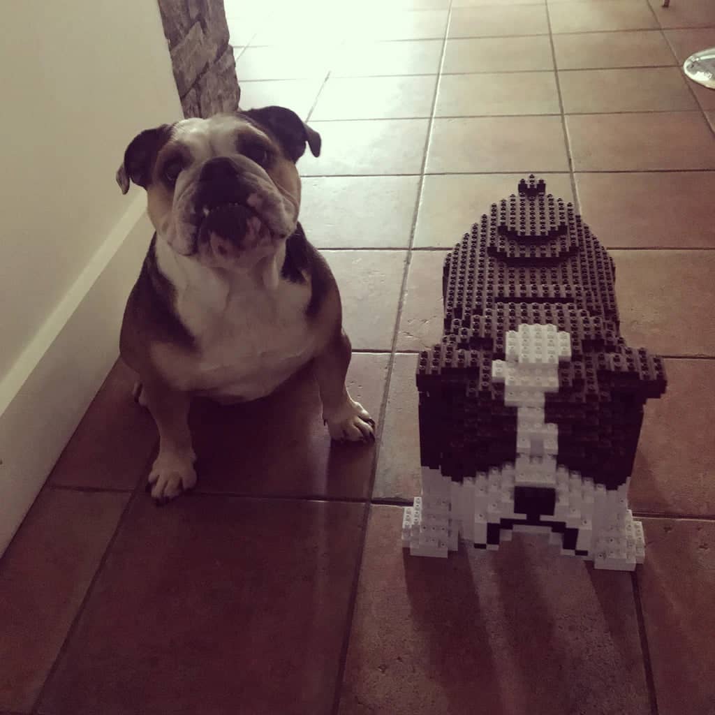 English Bulldog