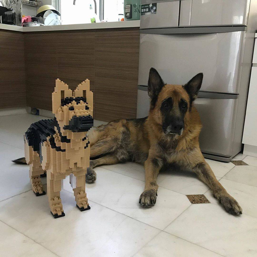 German Shepherd