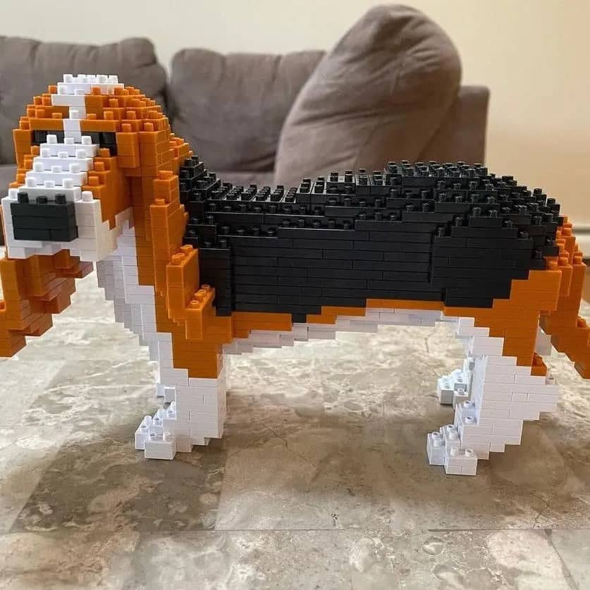 Basset Hound