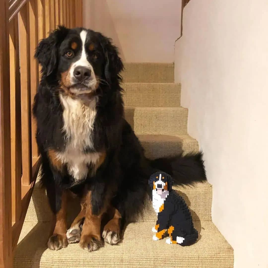 Bernese Mountain Dog