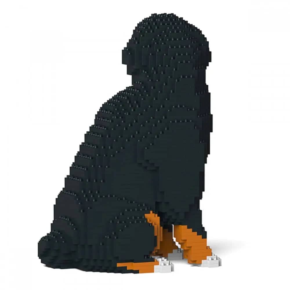 Bernese Mountain Dog
