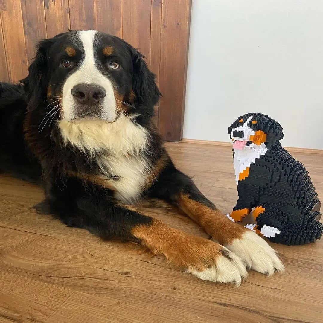 Bernese Mountain Dog