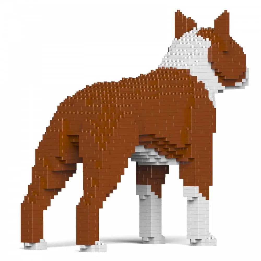 Boston Terrier