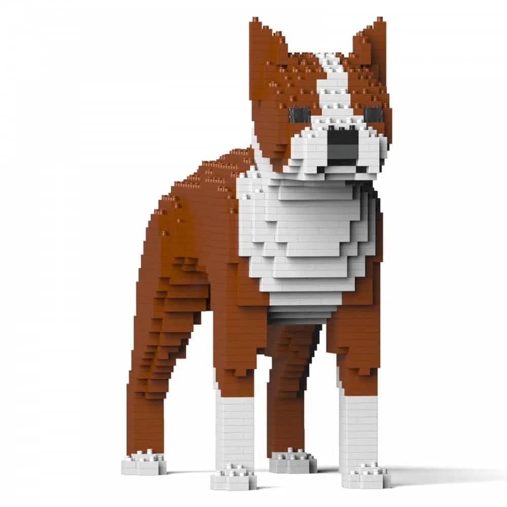 Boston Terrier