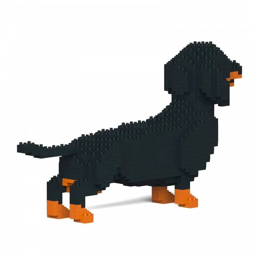 Dachshund