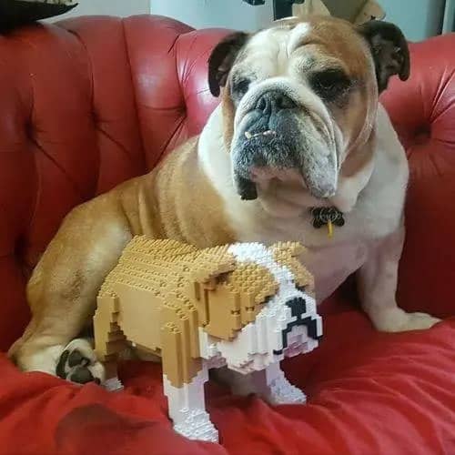 English Bulldog