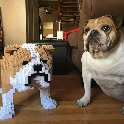 English Bulldog