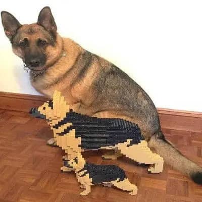 German Shepherd