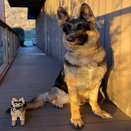 German Shepherd