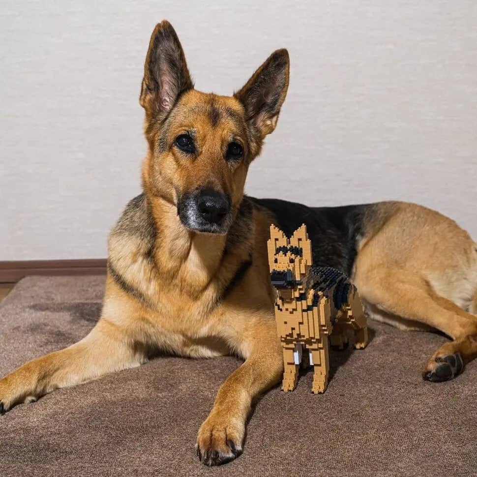 German Shepherd