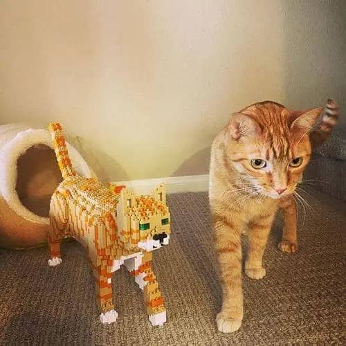 Tabby Cat