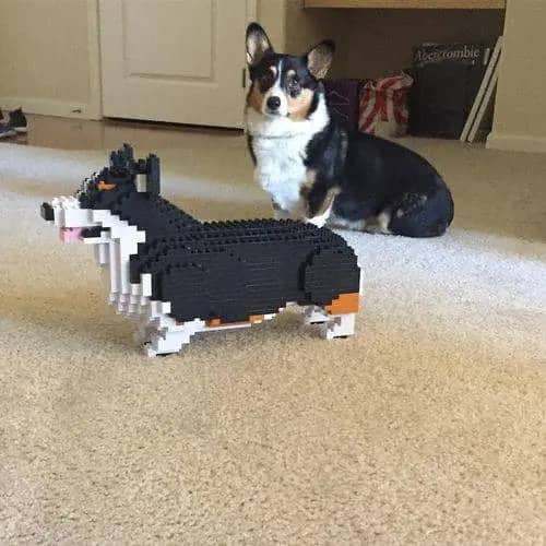 Welsh Corgi