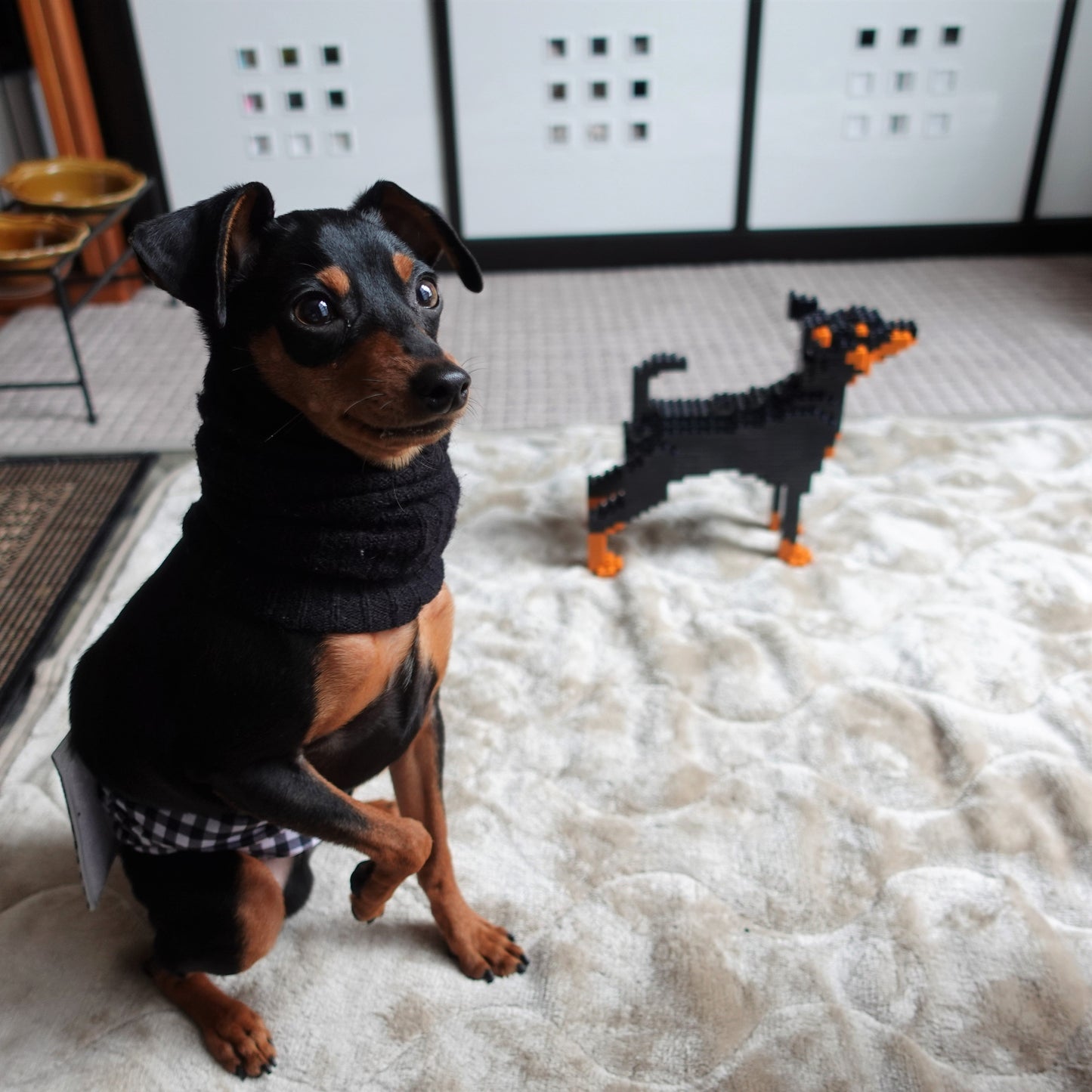 Miniature Pinscher