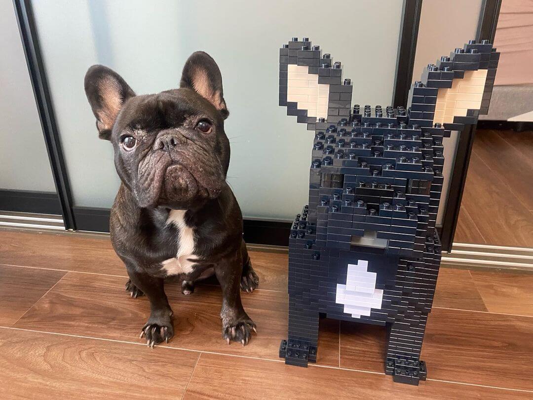French Bulldog