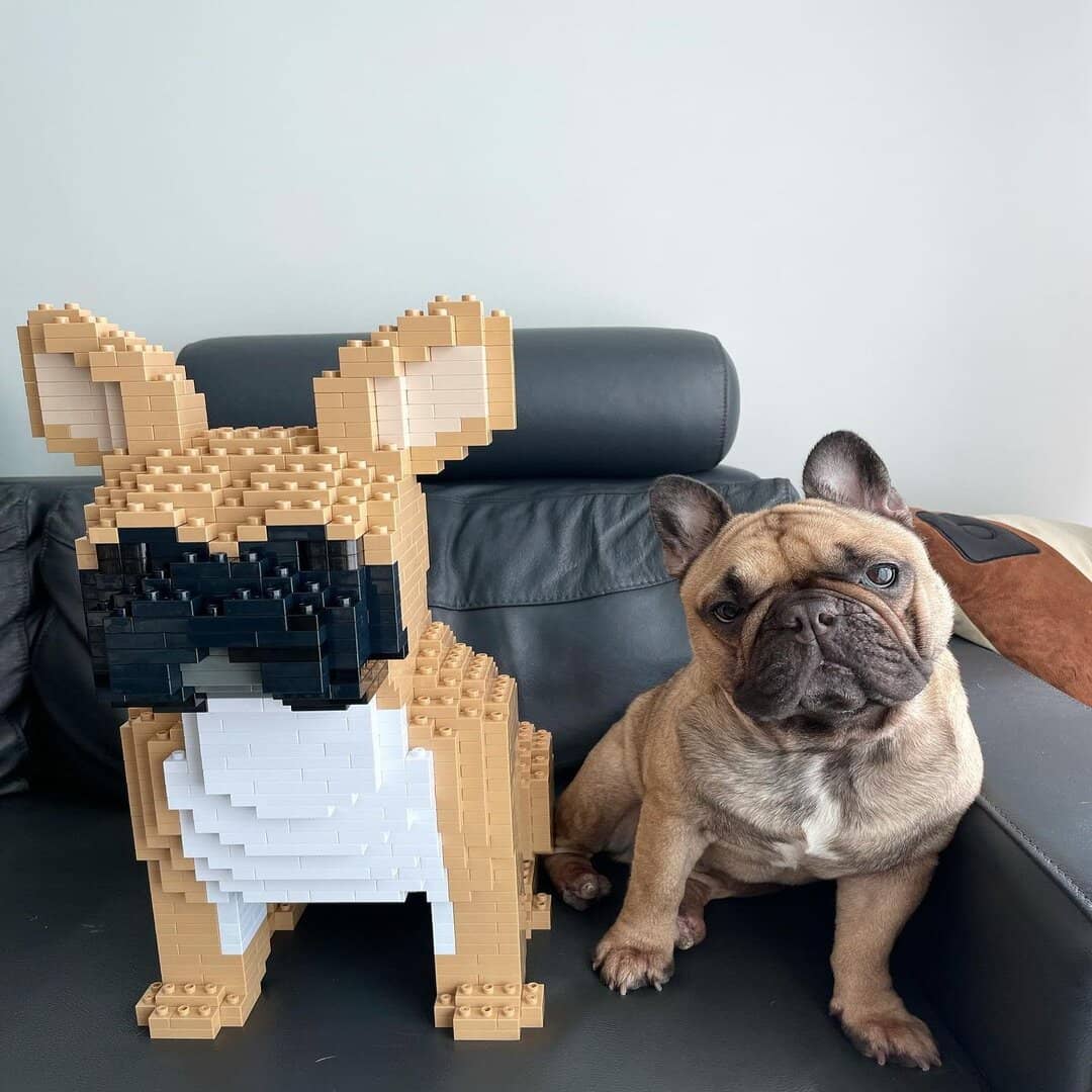 French Bulldog
