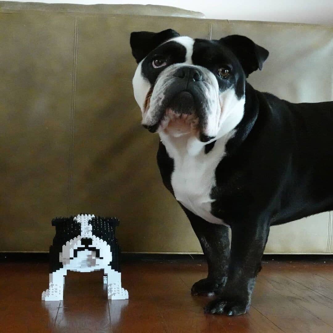 English Bulldog