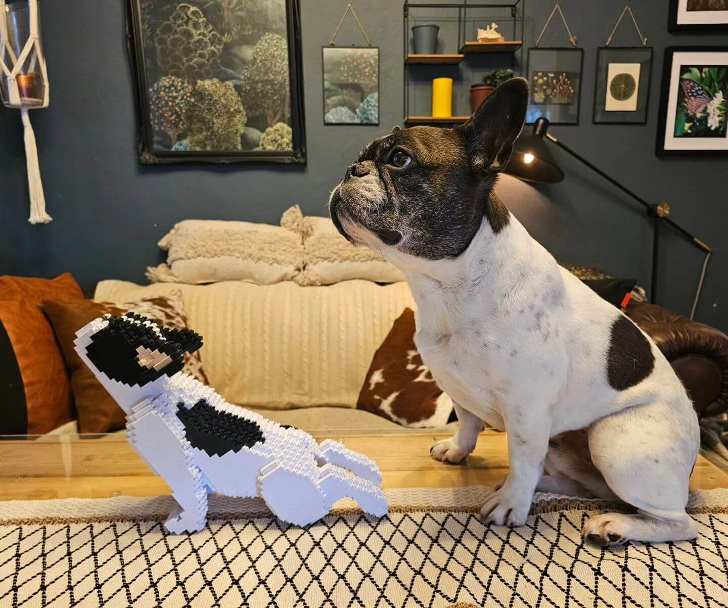 French Bulldog