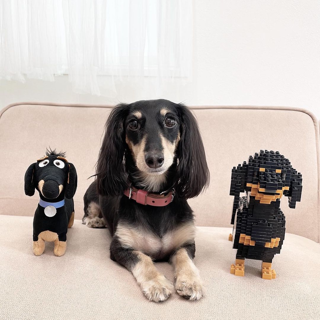 Dachshund