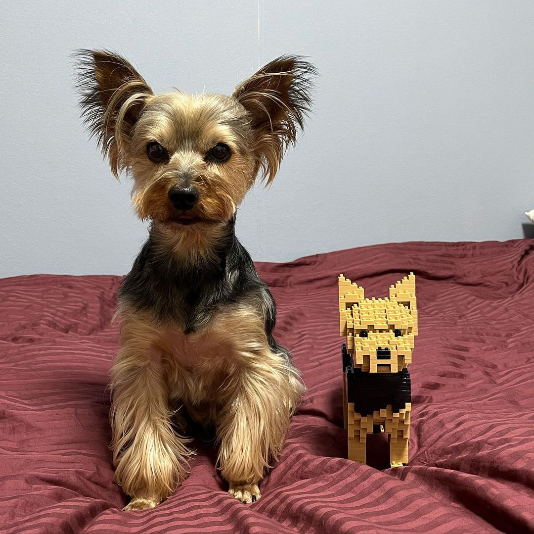 Yorkshire Terrier