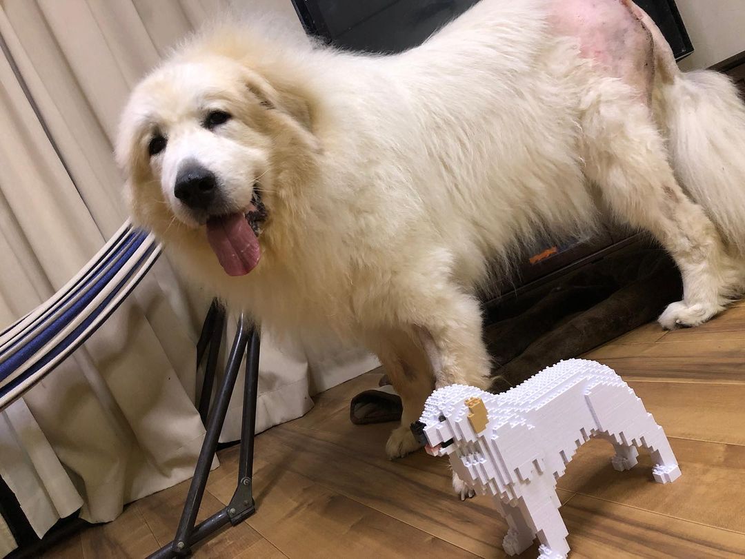 Great Pyrenees