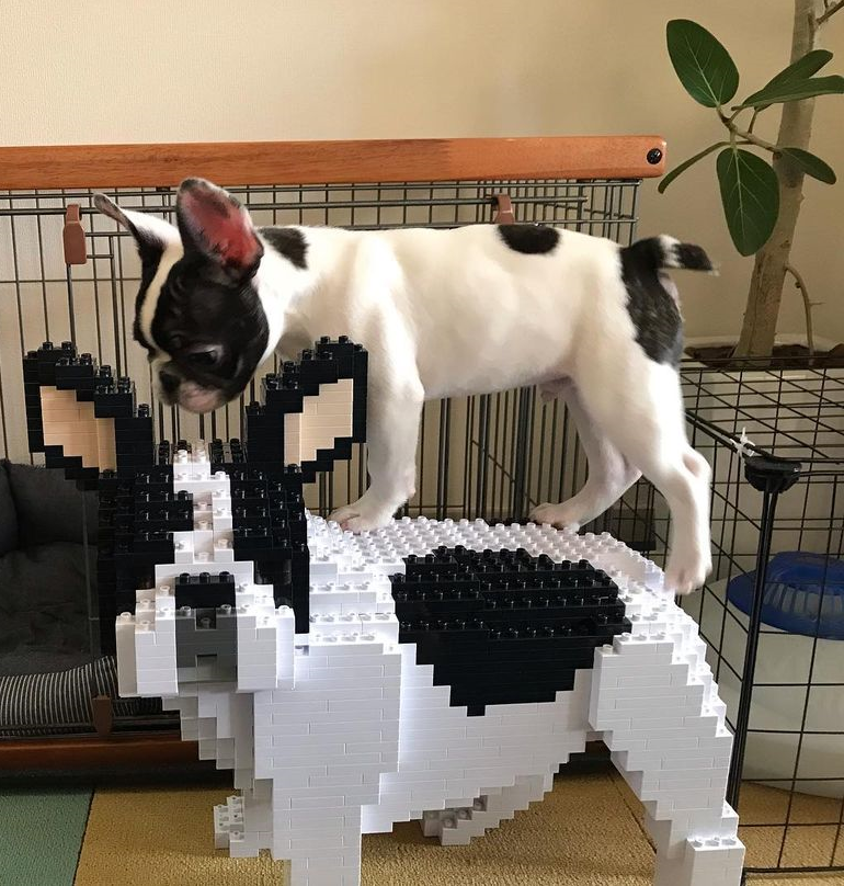 French Bulldog