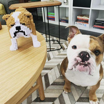 English Bulldog