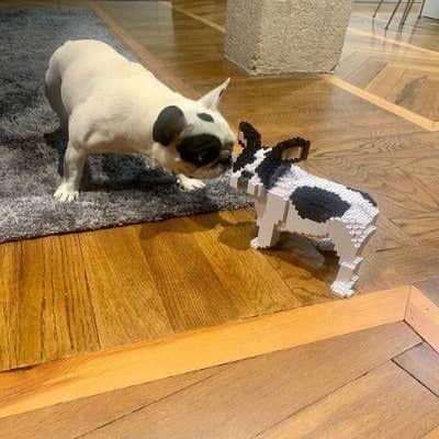 French Bulldog