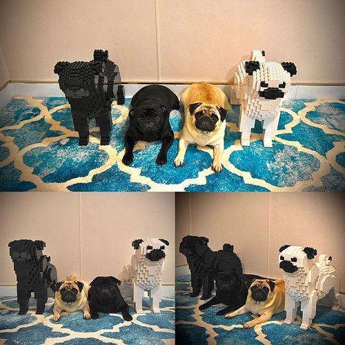 Pug