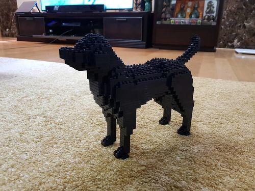 Labrador Retriever