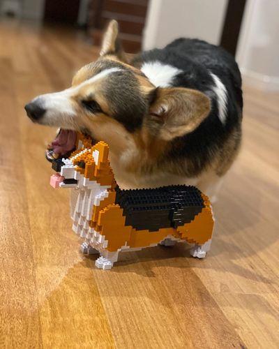 Welsh Corgi