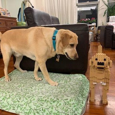 Labrador Retriever