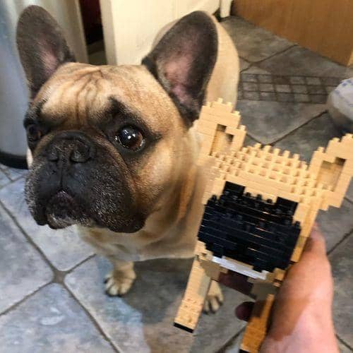 French Bulldog