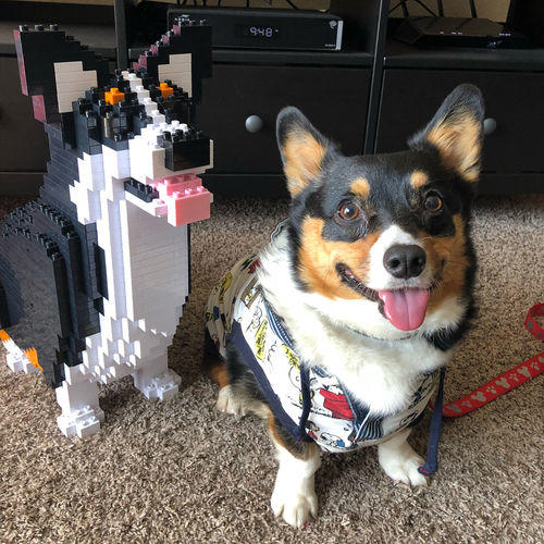 Welsh Corgi