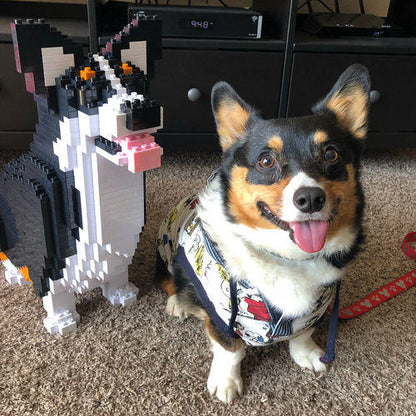 Welsh Corgi