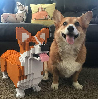 Welsh Corgi