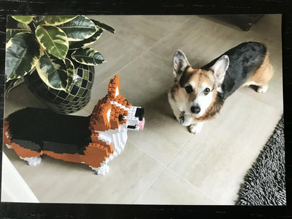 Welsh Corgi