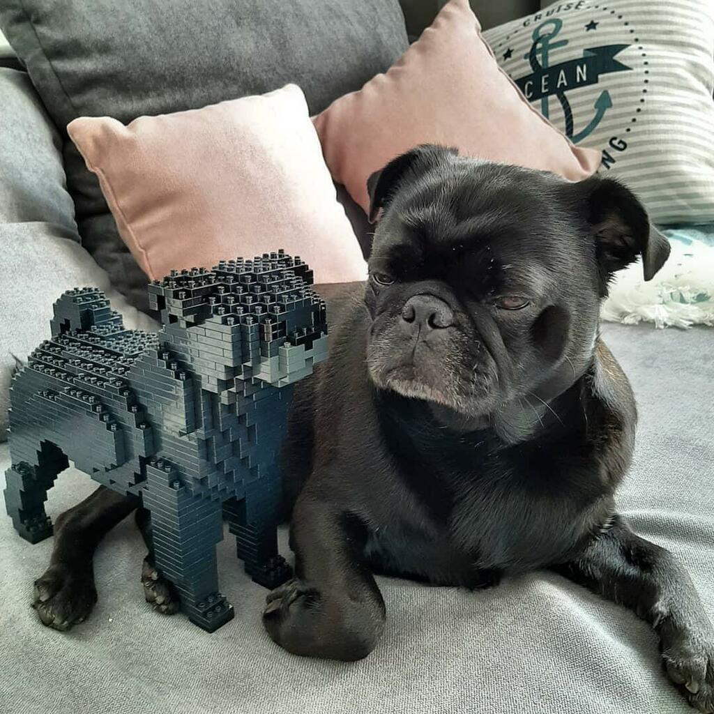 Pug