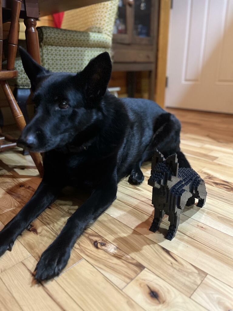 German Shepherd