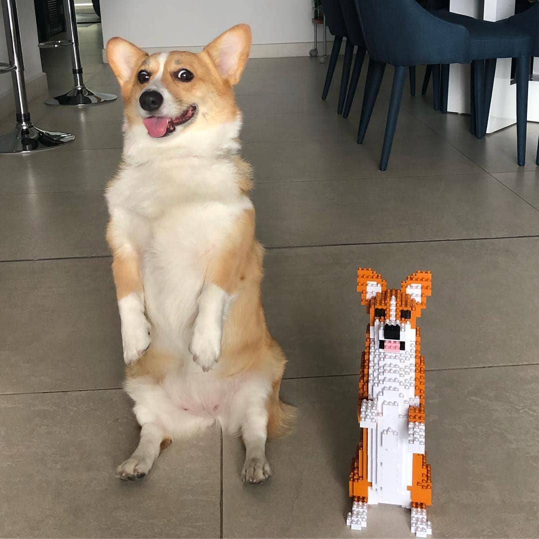 Welsh Corgi