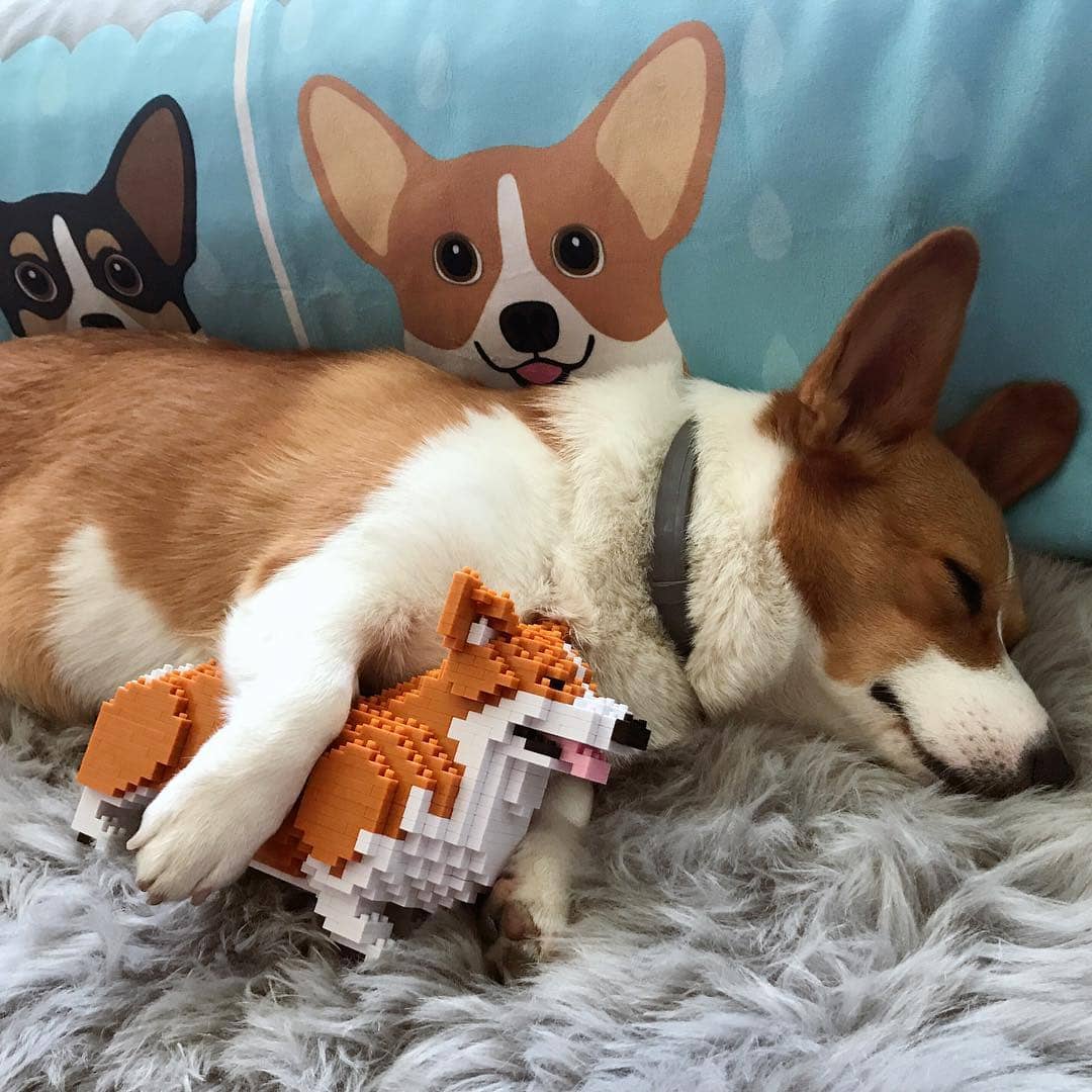 Welsh Corgi