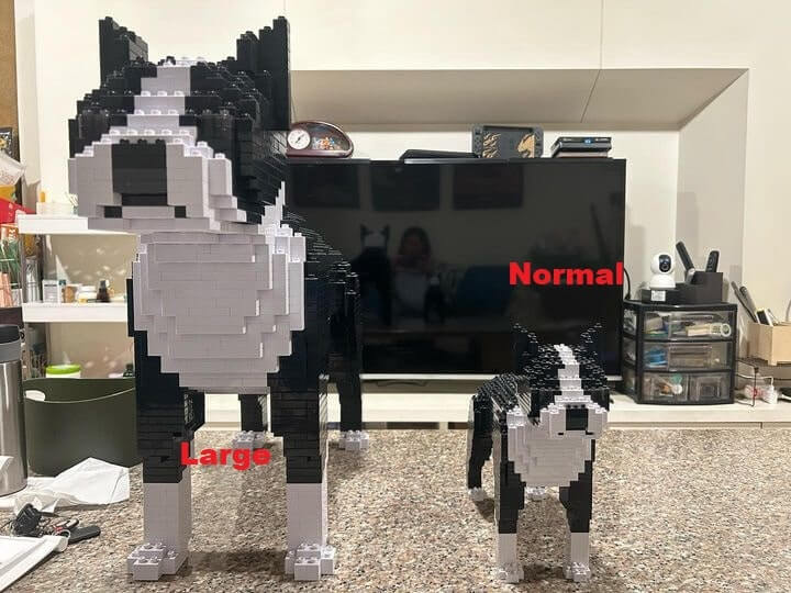 Boston Terrier