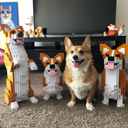 Welsh Corgi