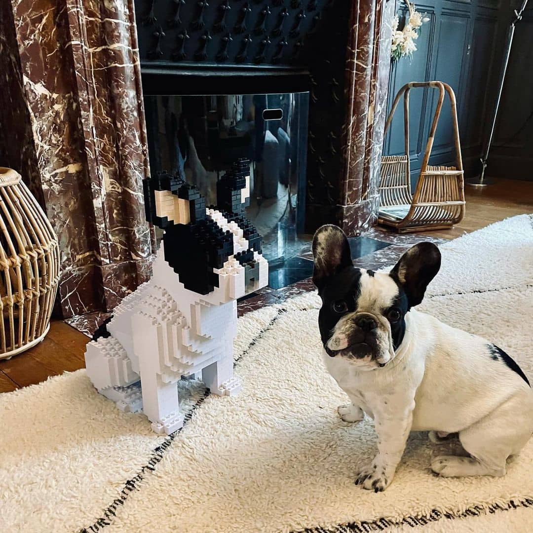 French Bulldog