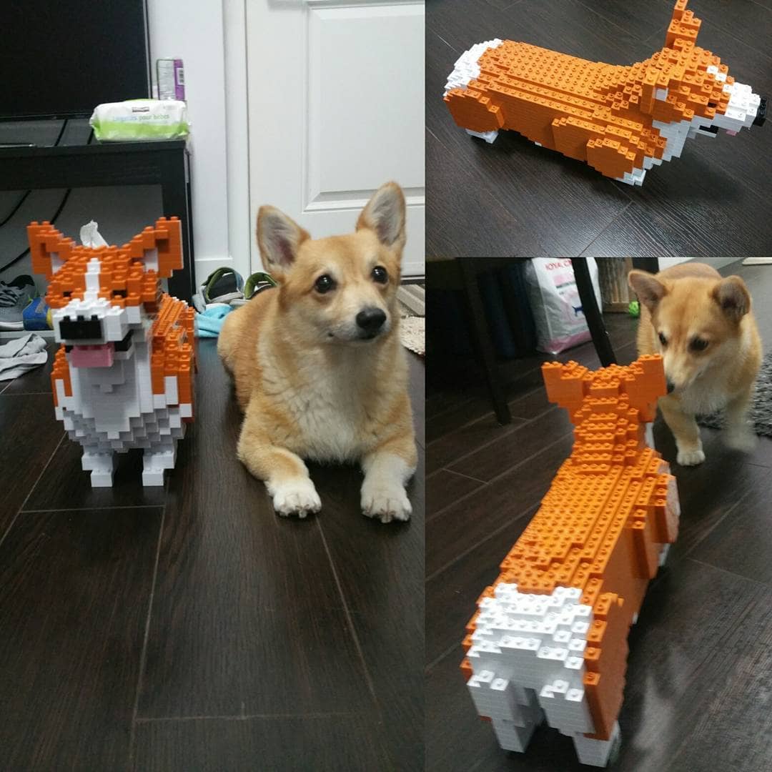 Welsh Corgi