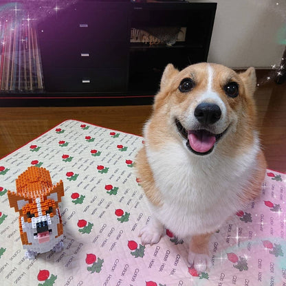 Welsh Corgi