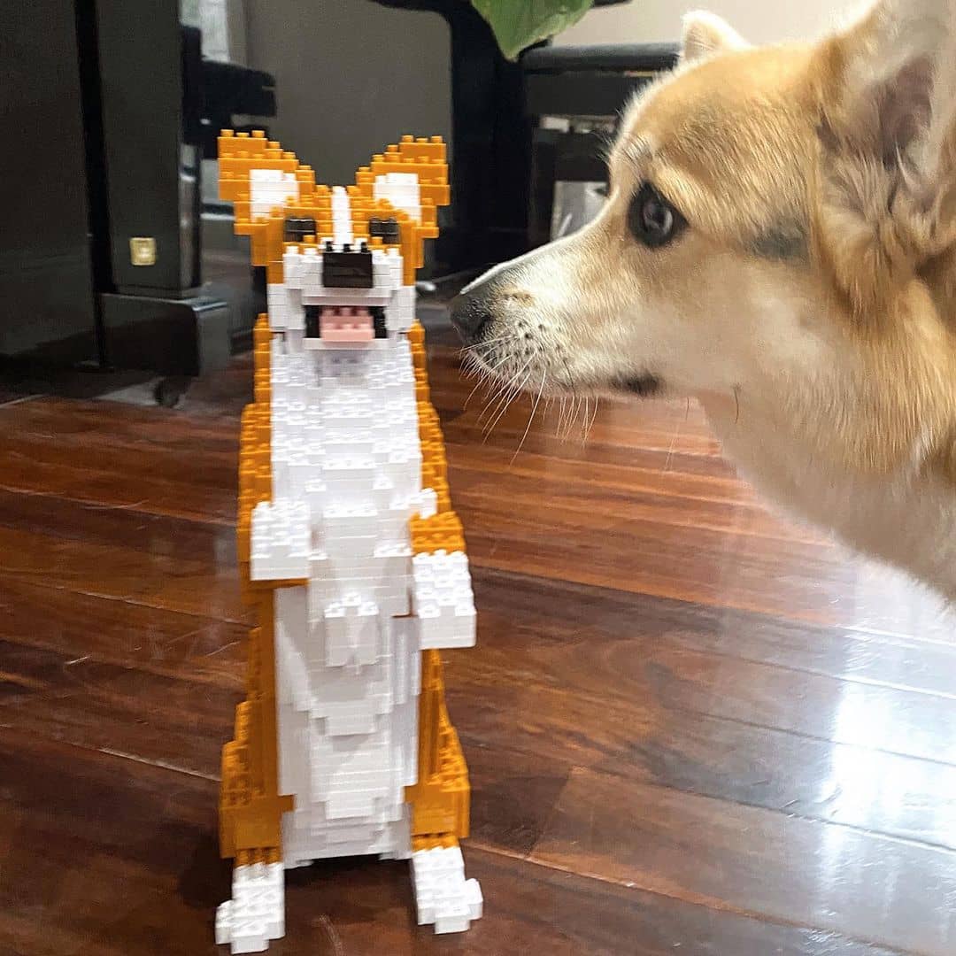 Welsh Corgi