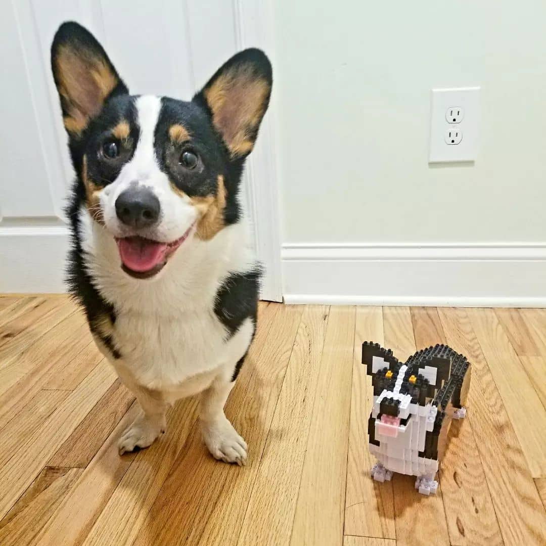Welsh Corgi